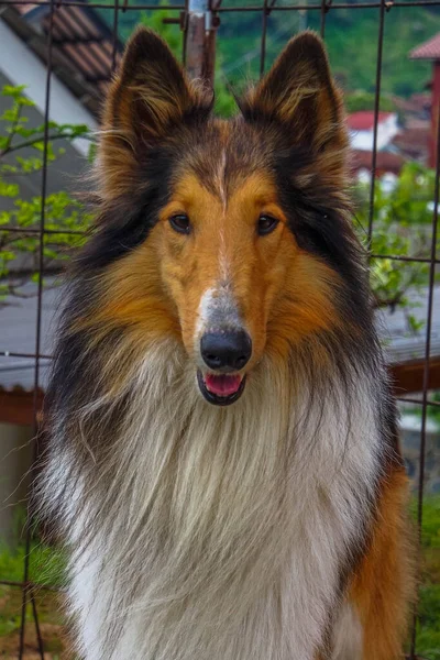 Rough Collie Also Known Long Haired Collie — Stock Photo, Image