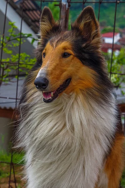 Rough Collie Noto Anche Come Long Haired Collie — Foto Stock