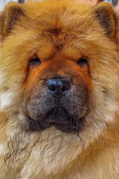 Der Chow Chow Ist Eine Spitz Artige Hunderasse Die Ursprünglich — Stockfoto