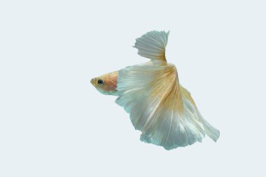 Siyam dövüş balığı (Betta splendens), genellikle betta olarak bilinir.