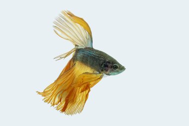 Siyam dövüş balığı (Betta splendens), genellikle betta olarak bilinir.