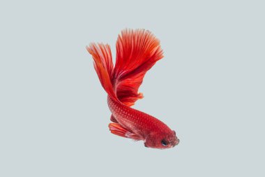 Siyam dövüş balığı (Betta splendens), genellikle betta olarak bilinir.