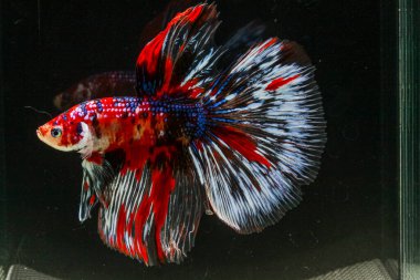 Siyam dövüş balığı (Betta splendens), genellikle betta olarak bilinir.