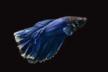 Siyam dövüş balığı (Betta splendens), genellikle betta olarak bilinir.