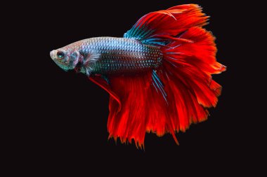 Siyam dövüş balığı (Betta splendens), genellikle betta olarak bilinir.