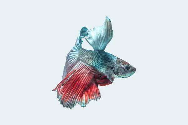 Siyam dövüş balığı (Betta splendens), genellikle betta olarak bilinir.