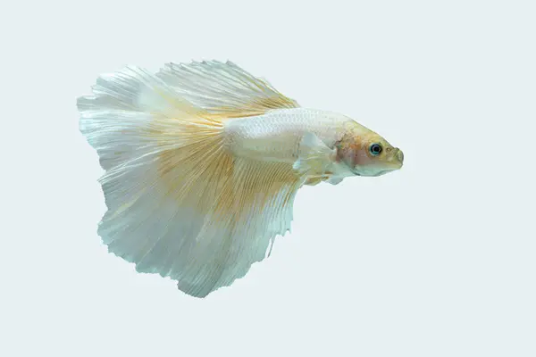 Siyam dövüş balığı (Betta splendens), genellikle betta olarak bilinir.