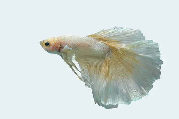 Siyam dövüş balığı (Betta splendens), genellikle betta olarak bilinir.