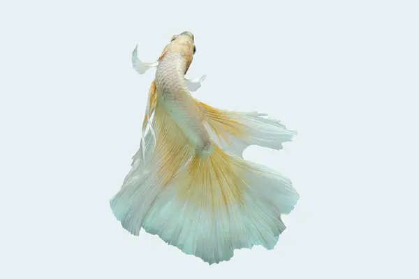 Siyam dövüş balığı (Betta splendens), genellikle betta olarak bilinir.