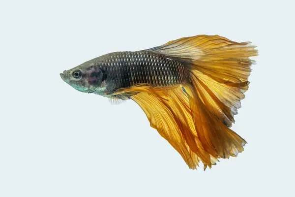 Siyam dövüş balığı (Betta splendens), genellikle betta olarak bilinir.