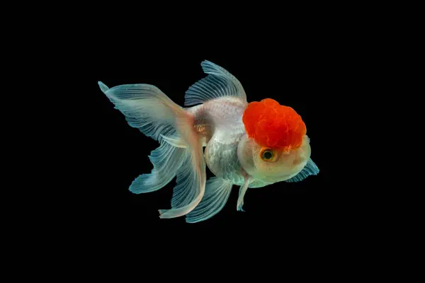 Oranda, kafasında kabarcık benzeri bir başlıkla karakterize edilen bir balık türüdür.