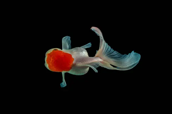 Oranda, kafasında kabarcık benzeri bir başlıkla karakterize edilen bir balık türüdür.