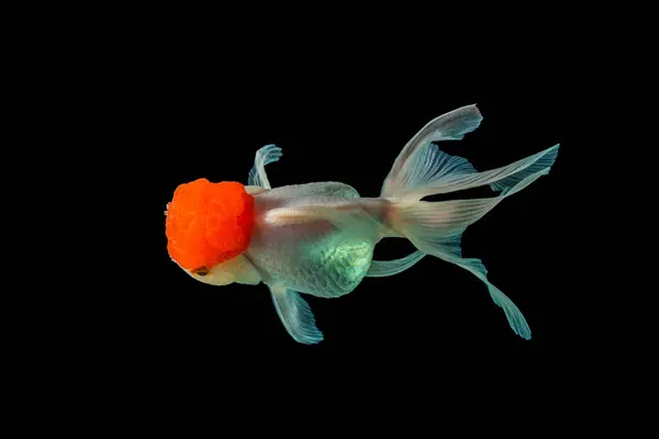 Oranda, kafasında kabarcık benzeri bir başlıkla karakterize edilen bir balık türüdür.