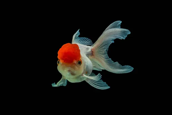 Oranda, kafasında kabarcık benzeri bir başlıkla karakterize edilen bir balık türüdür.