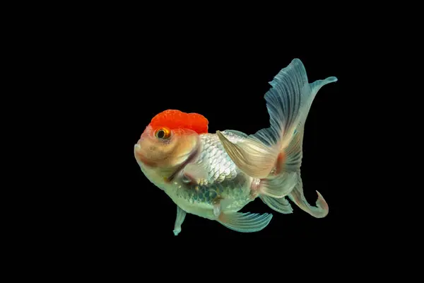 Oranda, kafasında kabarcık benzeri bir başlıkla karakterize edilen bir balık türüdür.