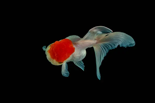 Oranda, kafasında kabarcık benzeri bir başlıkla karakterize edilen bir balık türüdür.