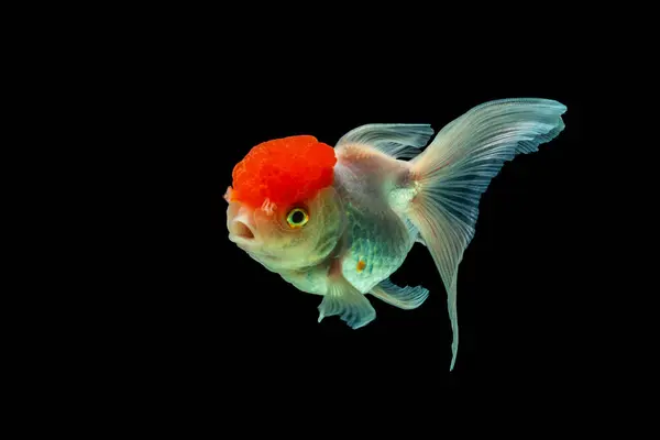 Oranda, kafasında kabarcık benzeri bir başlıkla karakterize edilen bir balık türüdür.