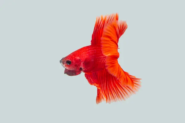 Siyam dövüş balığı (Betta splendens), genellikle betta olarak bilinir.