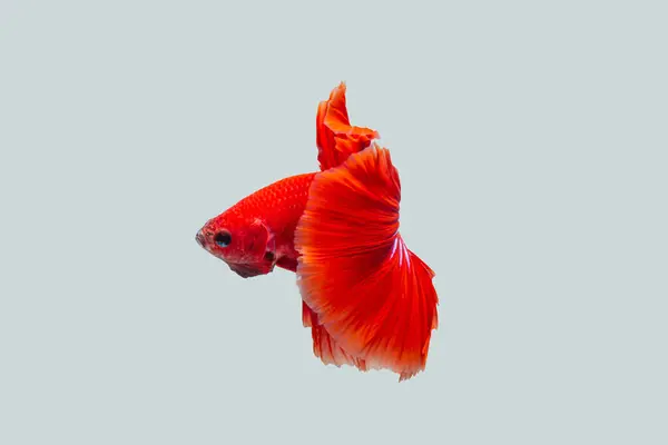 Siyam dövüş balığı (Betta splendens), genellikle betta olarak bilinir.