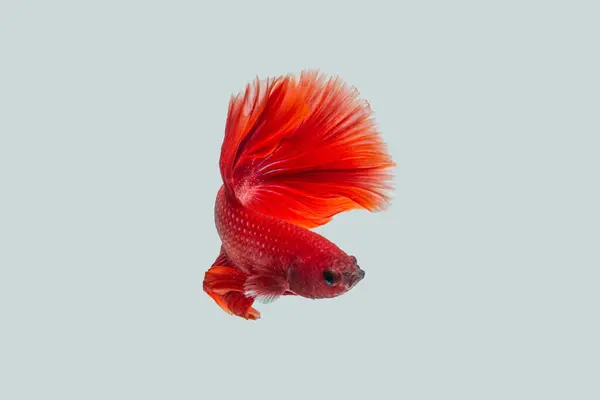 Siyam dövüş balığı (Betta splendens), genellikle betta olarak bilinir.