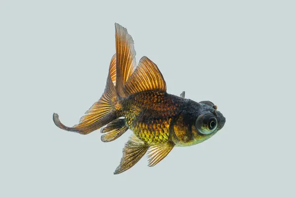 Oranda, kafasında kabarcık benzeri bir başlıkla karakterize edilen bir balık türüdür.