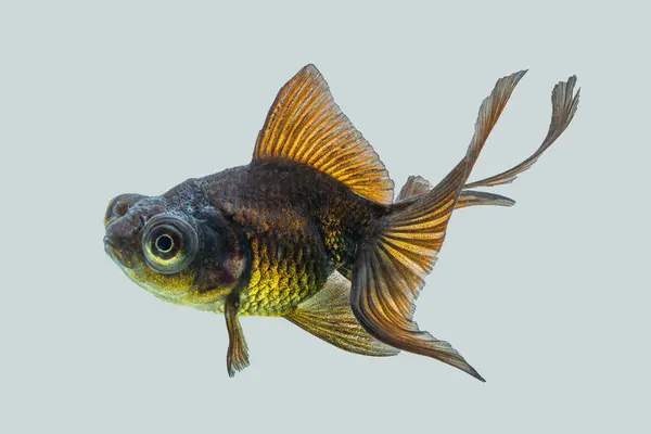 Oranda, kafasında kabarcık benzeri bir başlıkla karakterize edilen bir balık türüdür.