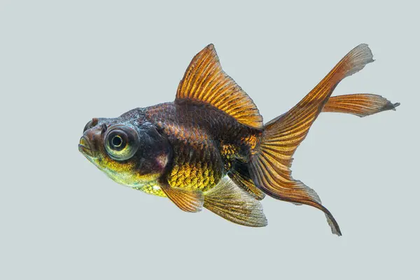 Oranda, kafasında kabarcık benzeri bir başlıkla karakterize edilen bir balık türüdür.