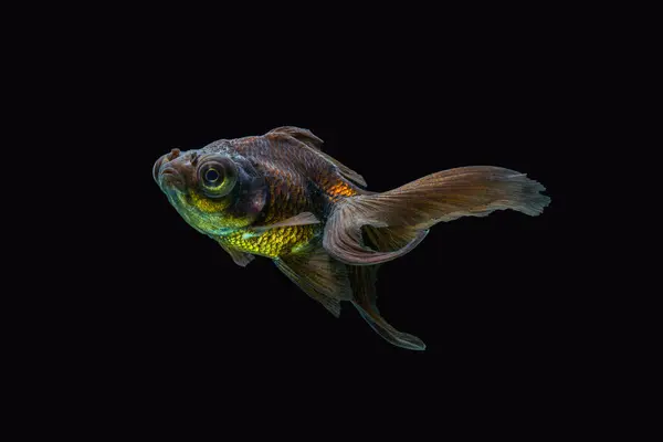 Oranda, kafasında kabarcık benzeri bir başlıkla karakterize edilen bir balık türüdür.