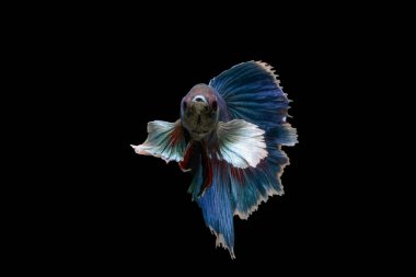Siyam dövüş balığı (Betta splendens), genellikle betta olarak bilinir.
