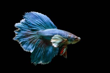 Siyam dövüş balığı (Betta splendens), genellikle betta olarak bilinir.