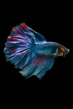 Siyam dövüş balığı (Betta splendens), genellikle betta olarak bilinir.