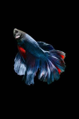 Siyam dövüş balığı (Betta splendens), genellikle betta olarak bilinir.