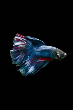 Siyam dövüş balığı (Betta splendens), genellikle betta olarak bilinir.