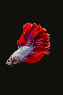 Siyam dövüş balığı (Betta splendens), genellikle betta olarak bilinir.