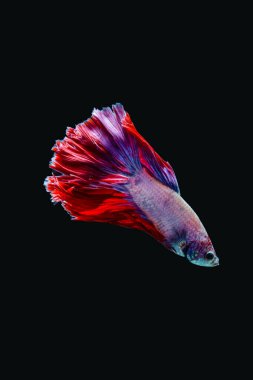 Siyam dövüş balığı (Betta splendens), genellikle betta olarak bilinir.