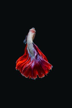 Siyam dövüş balığı (Betta splendens), genellikle betta olarak bilinir.