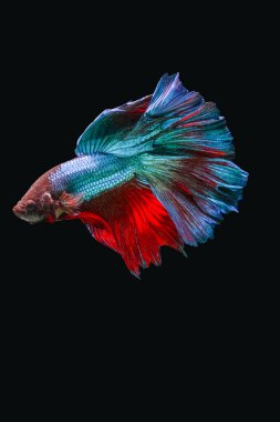 Siyam dövüş balığı (Betta splendens), genellikle betta olarak bilinir.