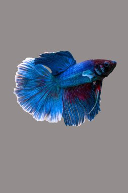 Siyam dövüş balığı (Betta splendens), genellikle betta olarak bilinir.