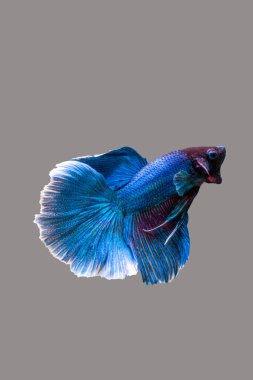 Siyam dövüş balığı (Betta splendens), genellikle betta olarak bilinir.