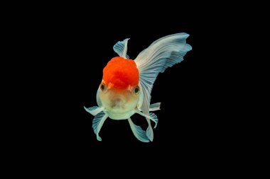 Oranda, kafasında kabarcık benzeri bir başlıkla karakterize edilen bir balık türüdür.