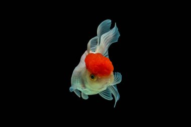 Oranda, kafasında kabarcık benzeri bir başlıkla karakterize edilen bir balık türüdür.