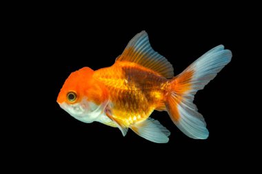 Oranda, kafasında kabarcık benzeri bir başlıkla karakterize edilen bir balık türüdür.