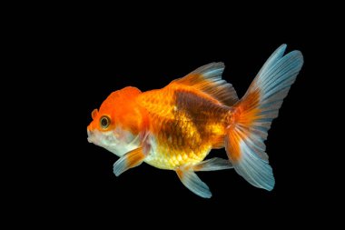 Oranda, kafasında kabarcık benzeri bir başlıkla karakterize edilen bir balık türüdür.