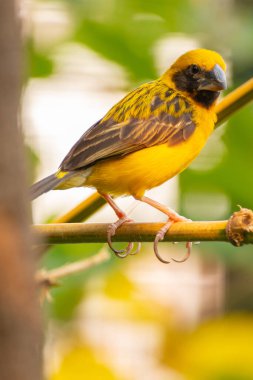 Asya altın dokumacı (Ploceus hipoksanthus), Ploceidae familyasından bir kuş türü.