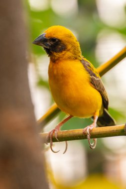 Asya altın dokumacı (Ploceus hipoksanthus), Ploceidae familyasından bir kuş türü.