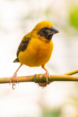 Asya altın dokumacı (Ploceus hipoksanthus), Ploceidae familyasından bir kuş türü.