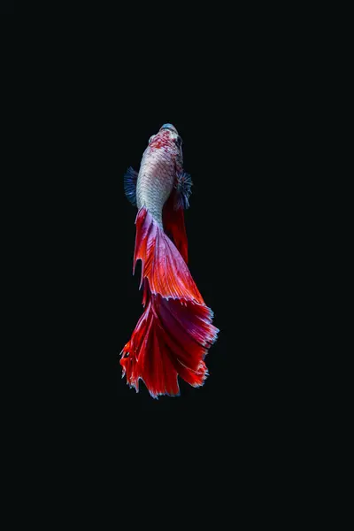 Siyam dövüş balığı (Betta splendens), genellikle betta olarak bilinir.