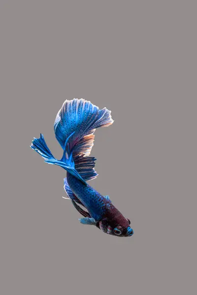 Siyam dövüş balığı (Betta splendens), genellikle betta olarak bilinir.