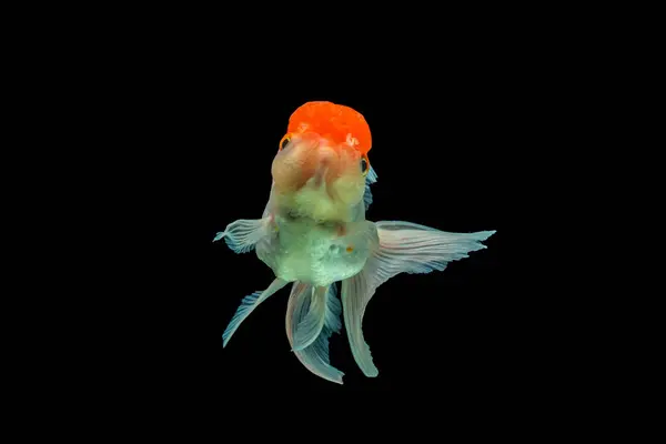 Oranda, kafasında kabarcık benzeri bir başlıkla karakterize edilen bir balık türüdür.