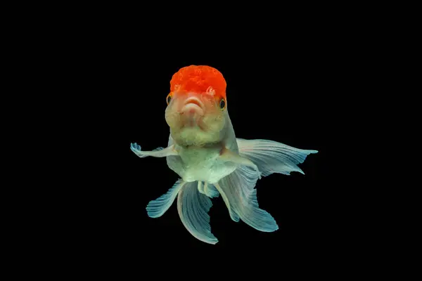 Oranda, kafasında kabarcık benzeri bir başlıkla karakterize edilen bir balık türüdür.